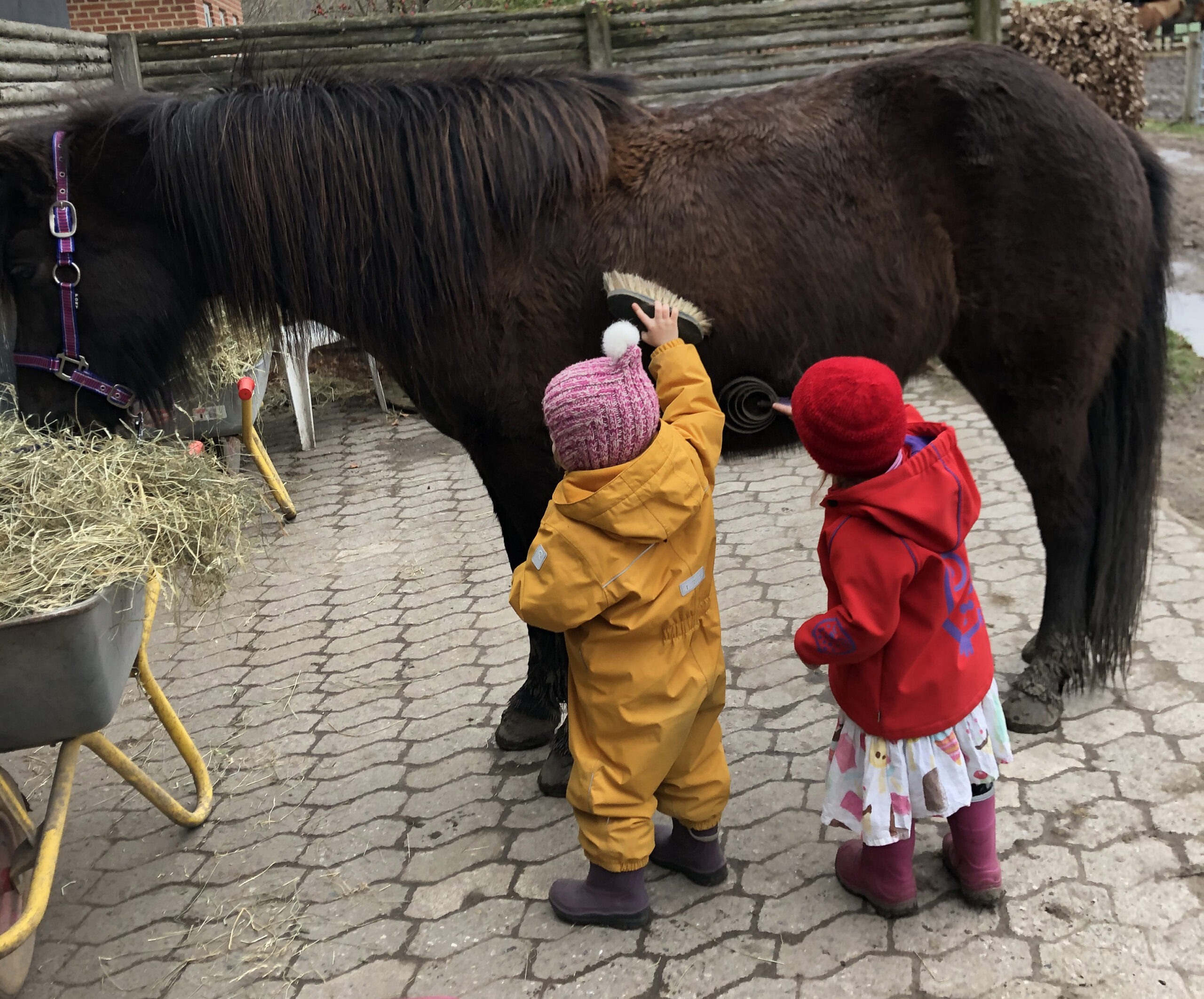 Play & learn Copenhagen Horseback Riding CPHRIDE